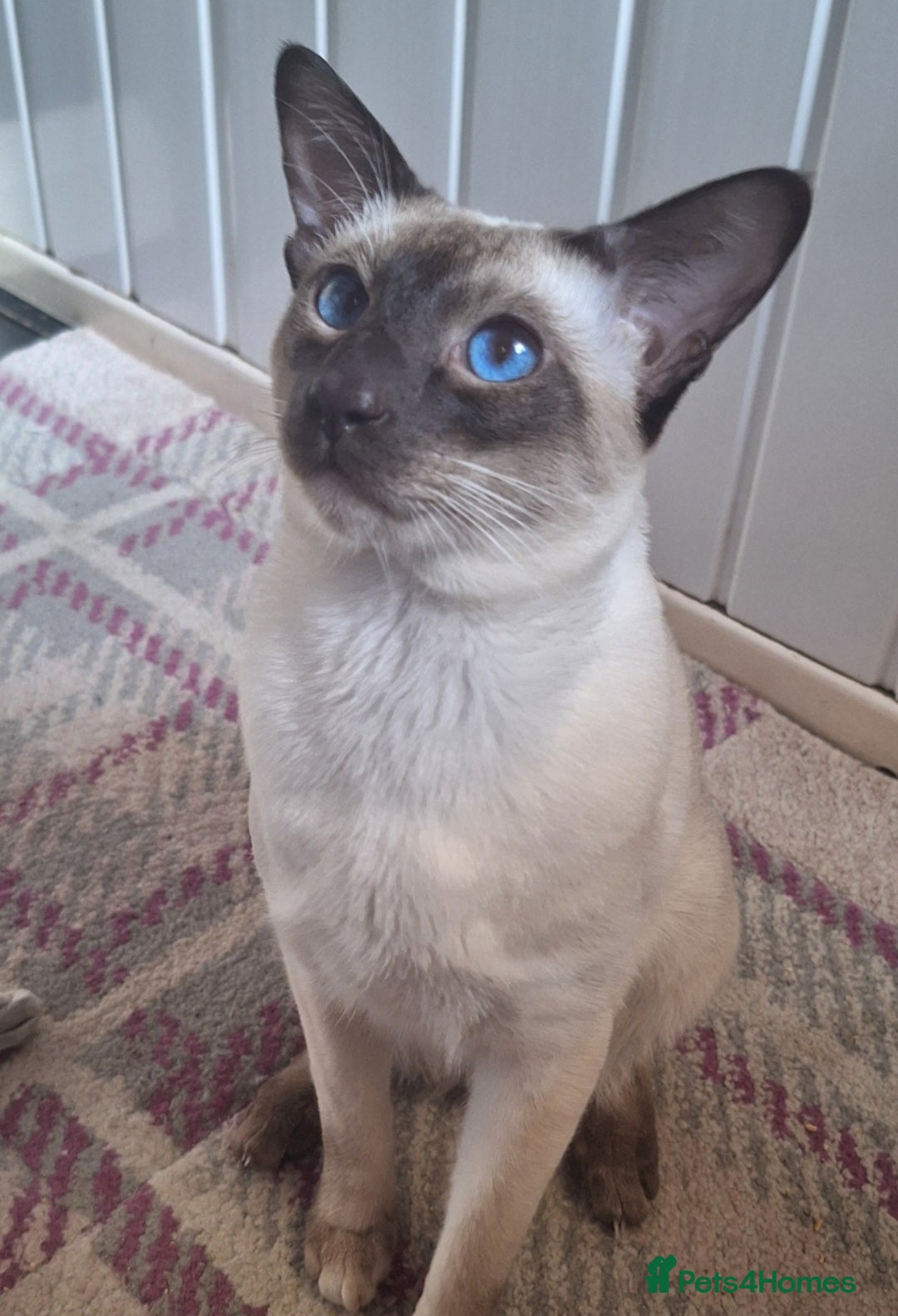 Siamese cats for sale: Handsome, athletic Chocolate point male Siamese. - Image 1