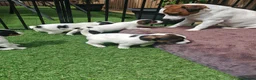 Jack Russell dogs for sale: BEAUTIFUL JACK RUSSELL PUPPIES AVAILABLE - Advert 11
