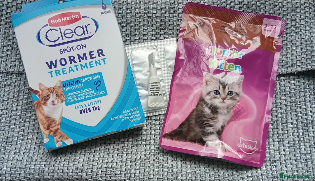 European cats for sale: Kittens for sale (black & white) in Cumnock - Advert 2