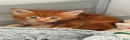 Maine Coon cats for sale: Rare Red Silver Maine Coon Kittens Available  in London - Advert 11