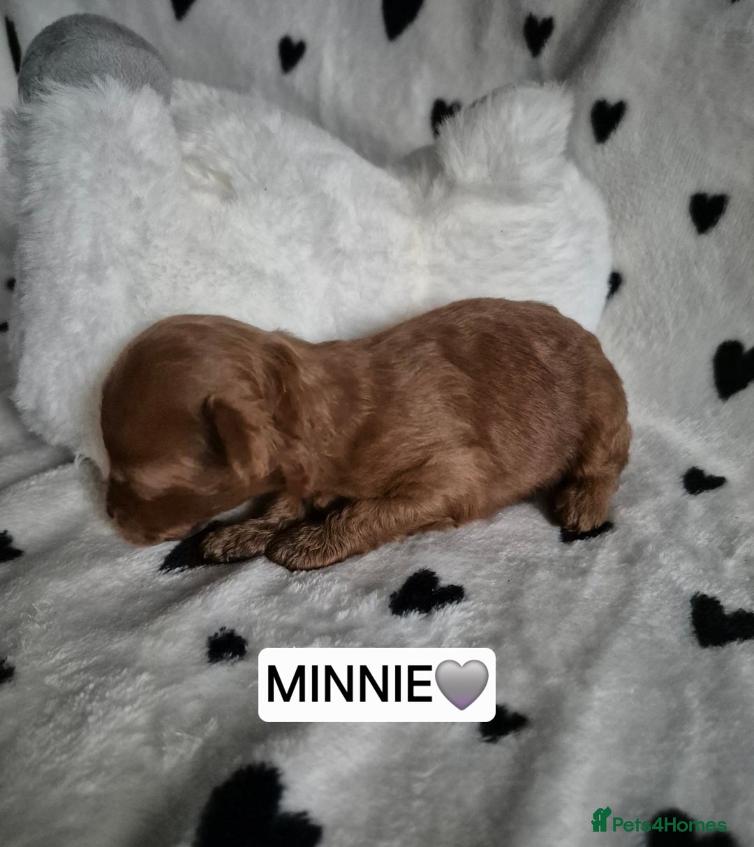 Cavapoo dogs for sale: 🧡 HEALTH TESTED F1B CAVAPOO  PUPPIES🧡 - Image 12