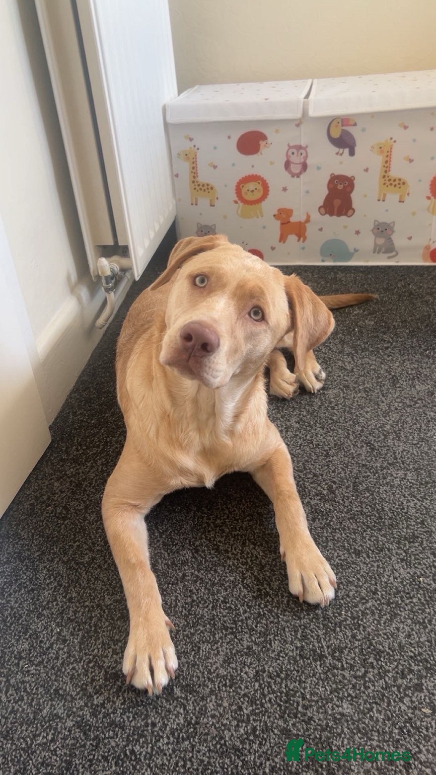 Mixed Breed dogs for sale: Winnie 9 month old Labrador cross  - Advert 20