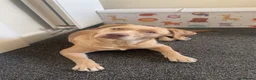 Mixed Breed dogs for sale: Winnie 9 month old Labrador cross  - Advert 1