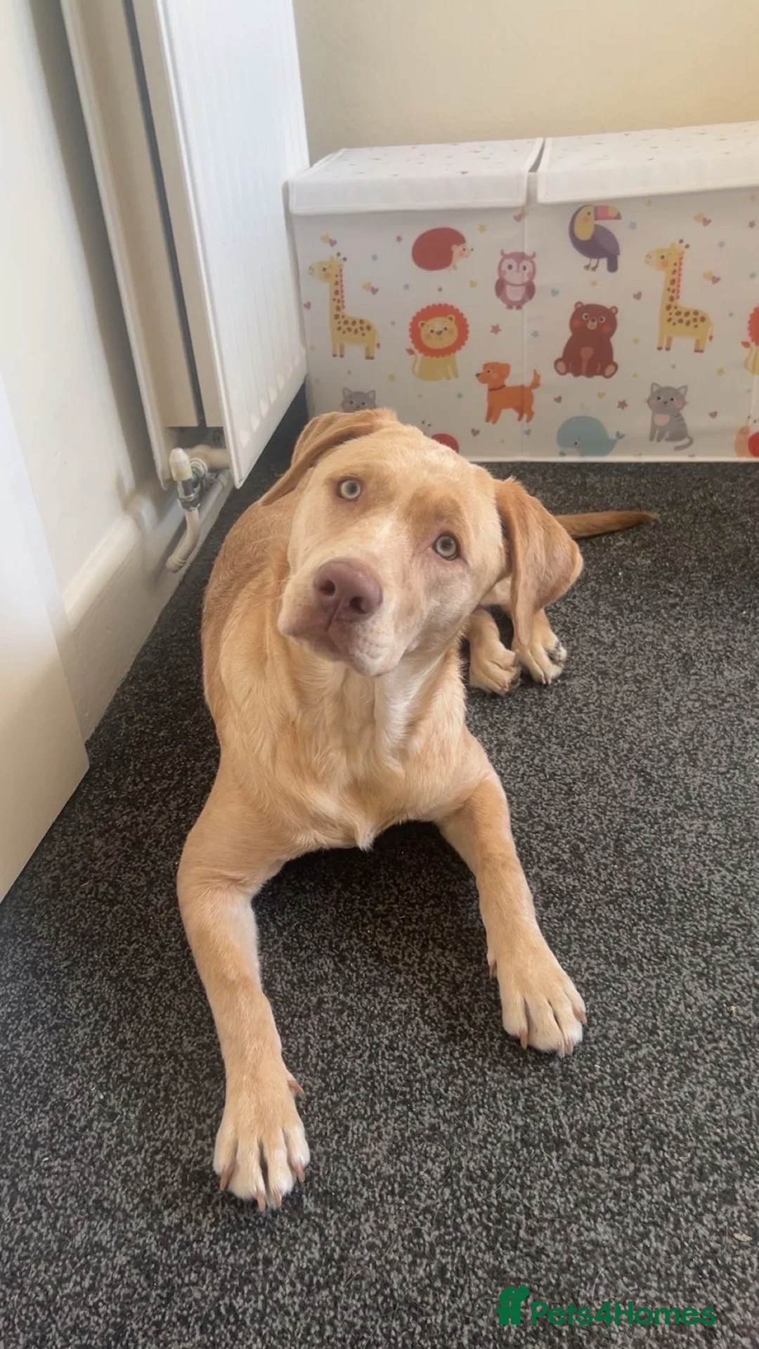 Mixed Breed dogs for sale: Winnie 9 month old Labrador cross  - Advert 1