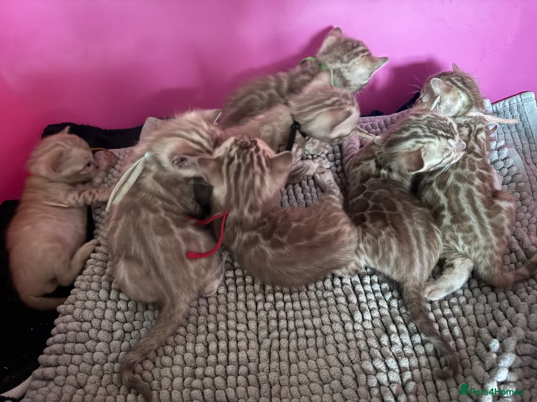 Bengal cats for sale: TICA Reg Bengal Kittens. Ready Next Month - Advert 14