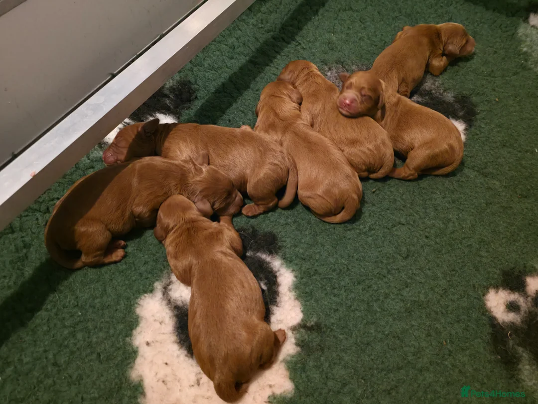 Mini Goldendoodle dogs for sale: F1 MINi GOLDENDOODLE PUPPIES - Advert 4