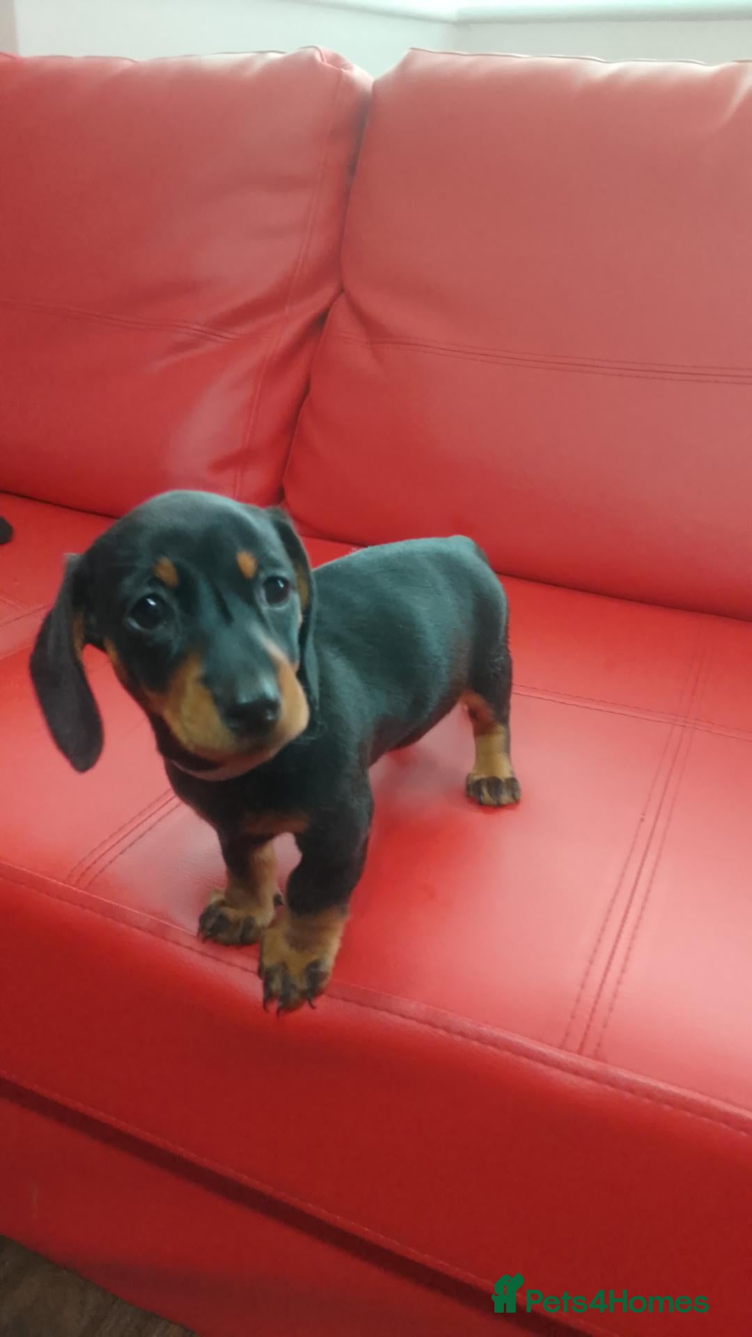 Dachshund dogs 3  Dachshund puppys looking for new family.🐶🐶🐶 - Advert 3