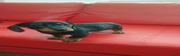 Dachshund dogs for sale:   Dachshund girl puppy looking for new family.🐶 - Advert 1