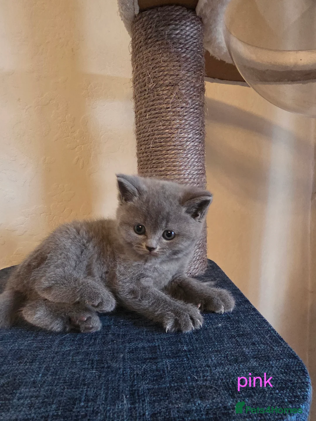 British Shorthair cats for sale: 🔥 Stunning British Shorthair Kittens to Reserve - Advert 23