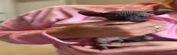 Sphynx cats for sale: Beautiful Canadian Sphynx  - Advert 10