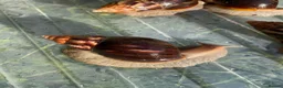 Snails invertebrates for sale: Giant African Snails for sale! - Advert 6