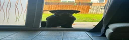Cane Corso dogs for sale: Scooby needs his forever home  - Advert 9