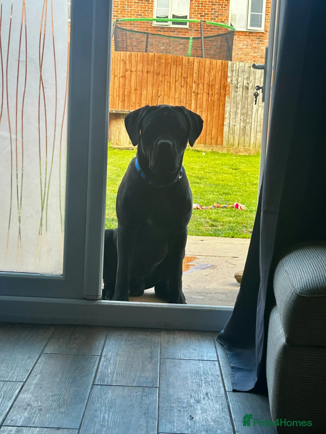 Cane Corso dogs for sale: Scooby needs his forever home  - Advert 9