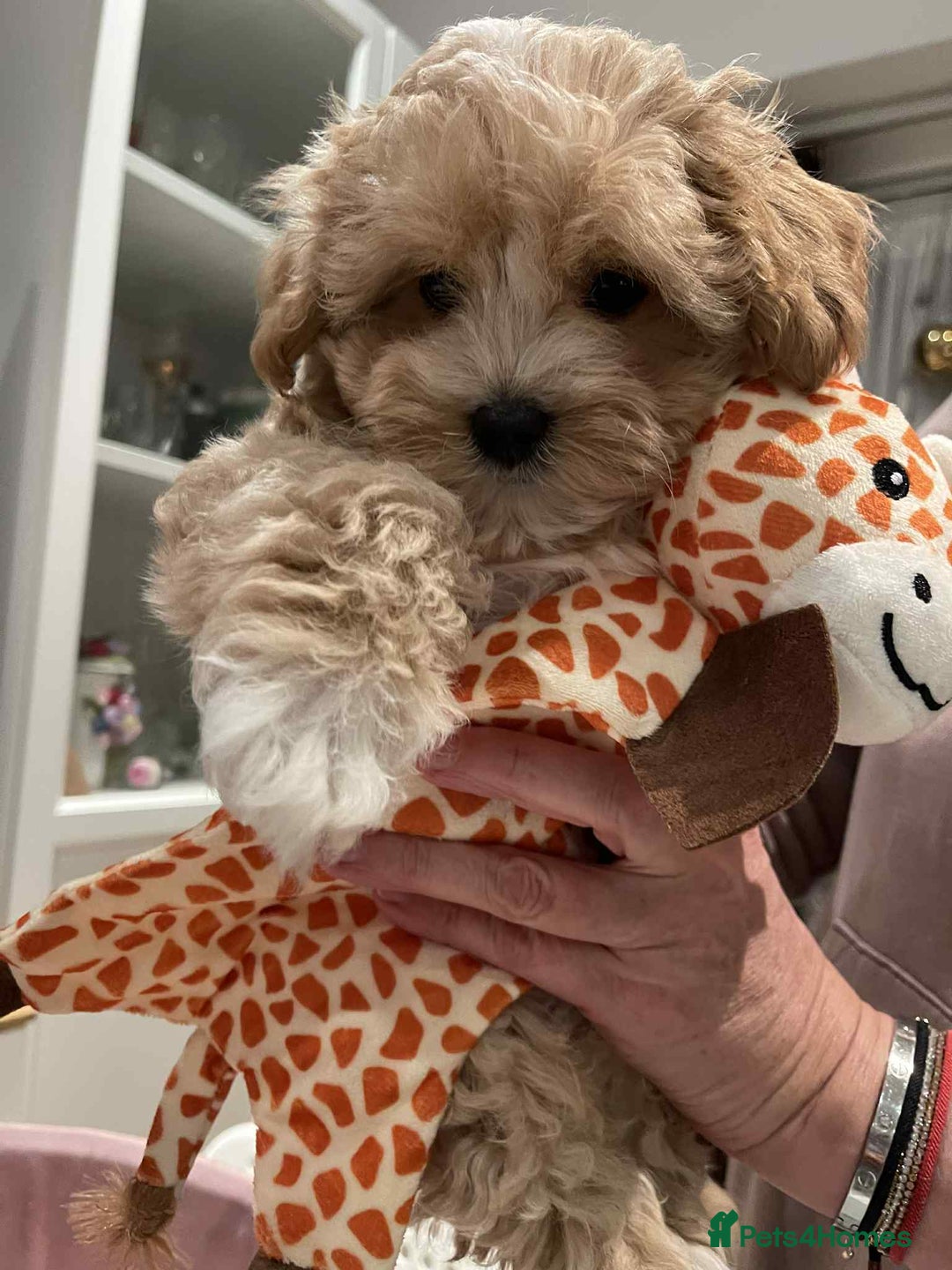 Maltipoo dogs for sale: Maltipoo girl puppy for sale  - Advert 14