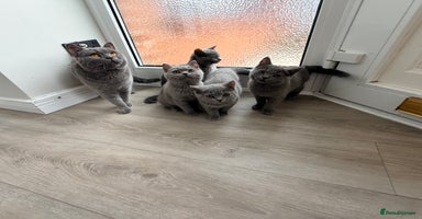 British Shorthair cats - Advert 11