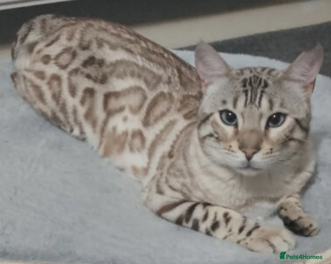 Bengal cats for sale: Snow Bengal  (perfect boy) - Advert 1