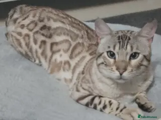 Bengal cats Blue eyed Snow Bengal (perfect boy) - Advert 2