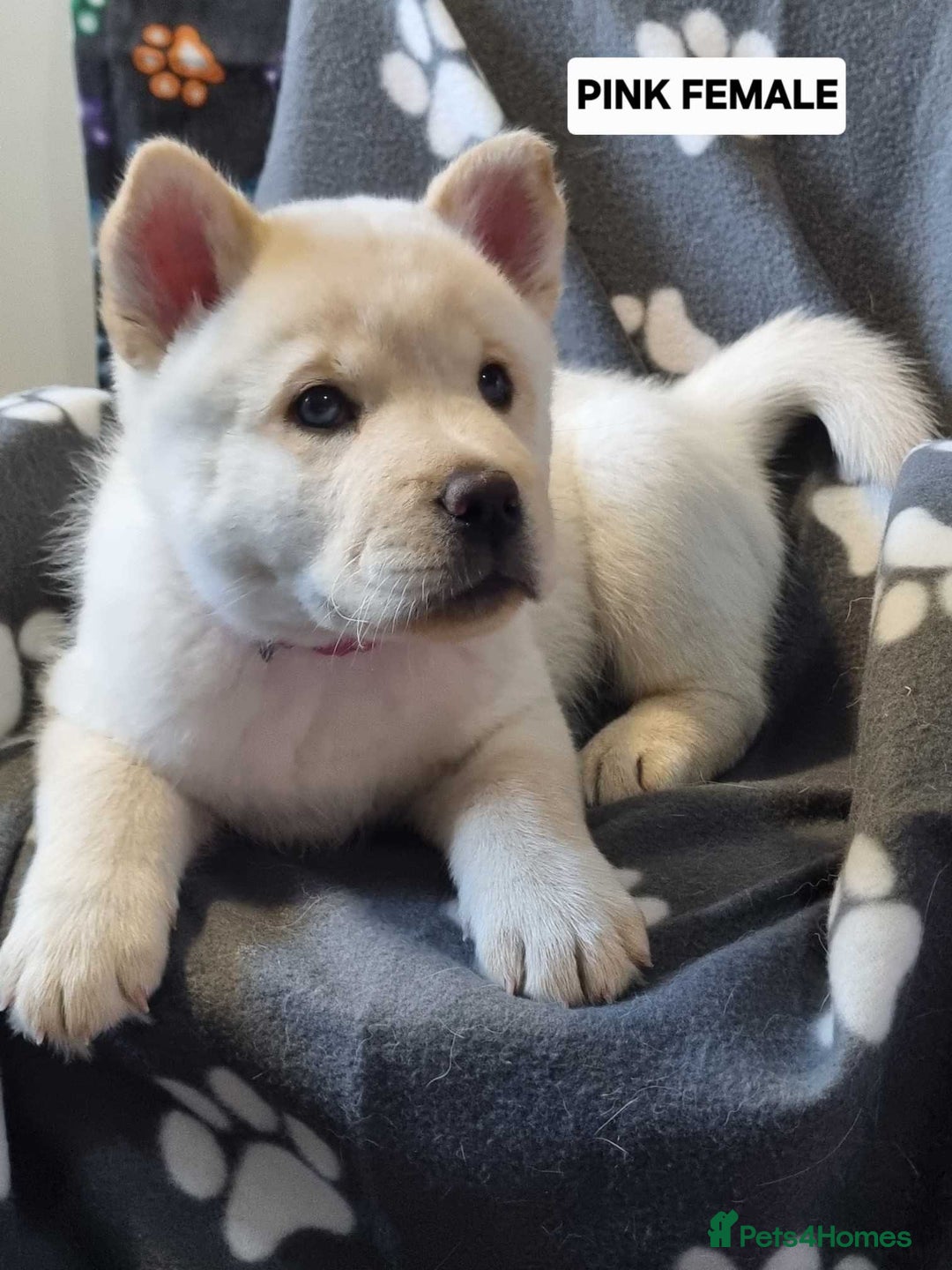 Mixed Breed dogs for sale: Chowski pups - Image 13