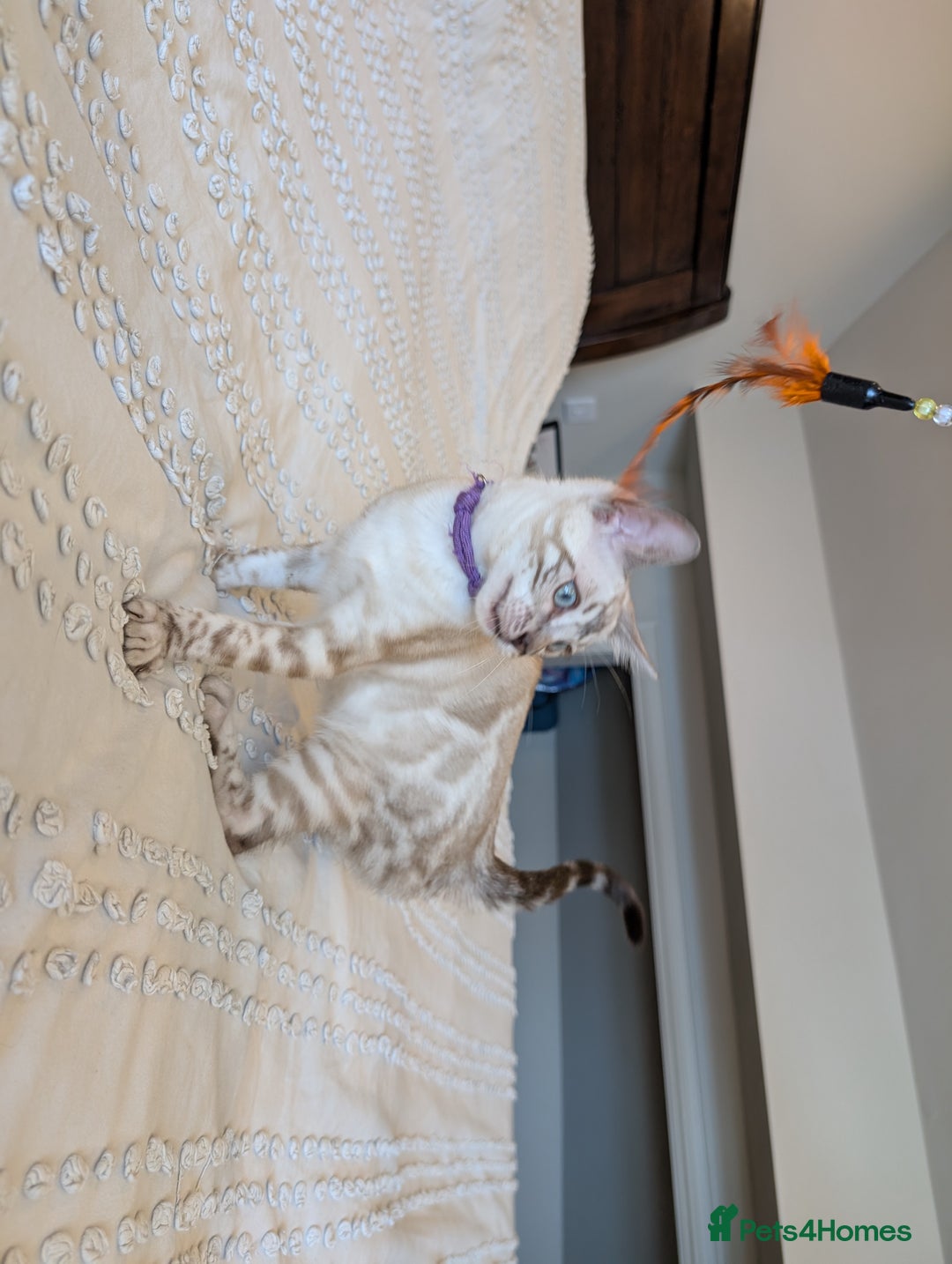 Bengal cats for sale: 🤍🖤🩶 Bengal Kittens 🩶🖤🤍 in Barnoldswick - Image 13