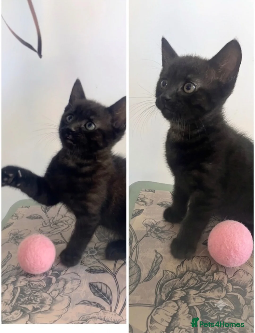 Mixed Breed cats for sale: Adorable 8 WO Kittens Looking for Loving Homes - Advert 2