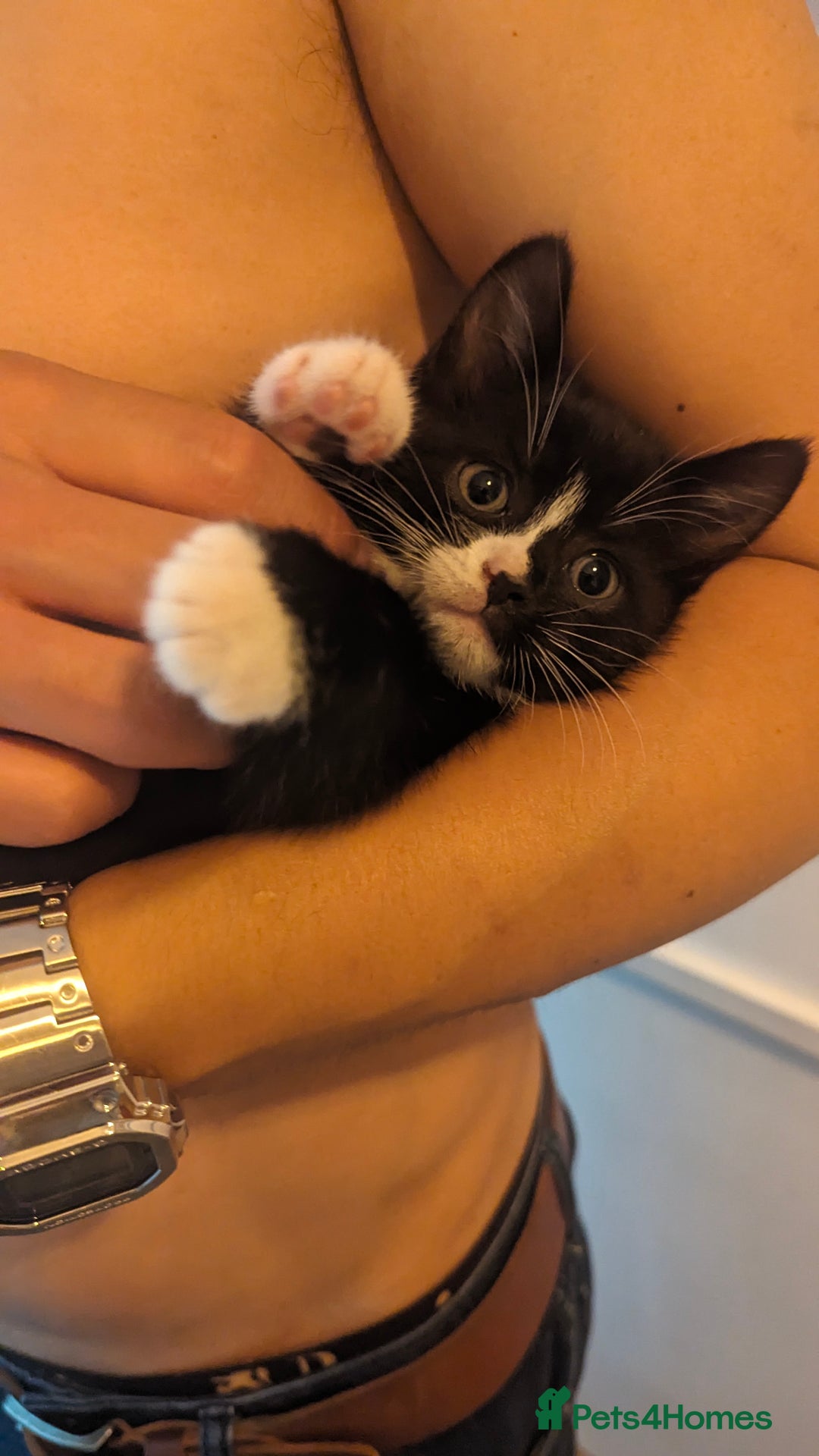 British Shorthair cats for sale: Well socialised Kitten  - Image 6