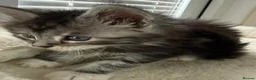 Maine Coon cats for sale: TICA Registered Maine Coon Kittens Reserve now - Advert 4