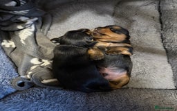 Mixed Breed dogs for sale: Yorki Puppies available from 21/12/25 - Advert 9