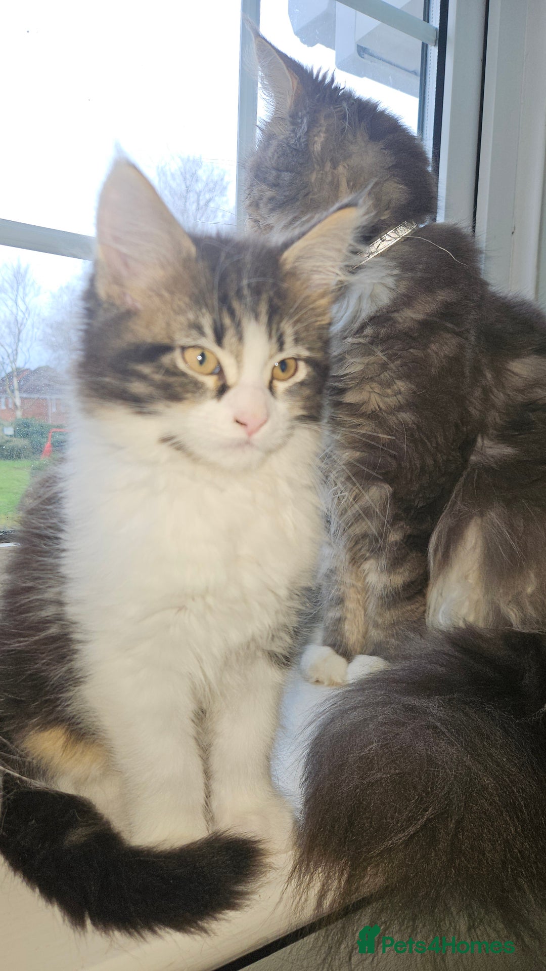 Maine Coon cats for sale: Beautiful Female Mixed Maine Coon kittens - Advert 16