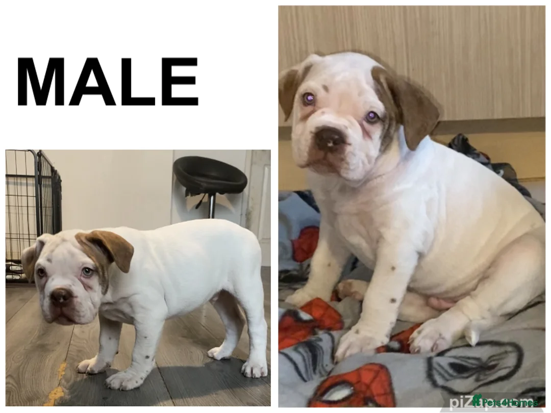 Alapaha Blue Blood Bulldog dogs for sale: 4 left absolute quality - Advert 3
