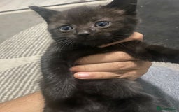 British Shorthair cats for sale: Black kitten for sale  - Image 2
