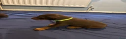 Dobermann dogs for sale: 7 beautiful Dobbman puppies  - Advert 7