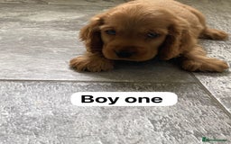 Cocker Spaniel dogs for sale: OUT STANDING GOLDEN SHOW TYPE COCKER SPANIEL  - Image 5