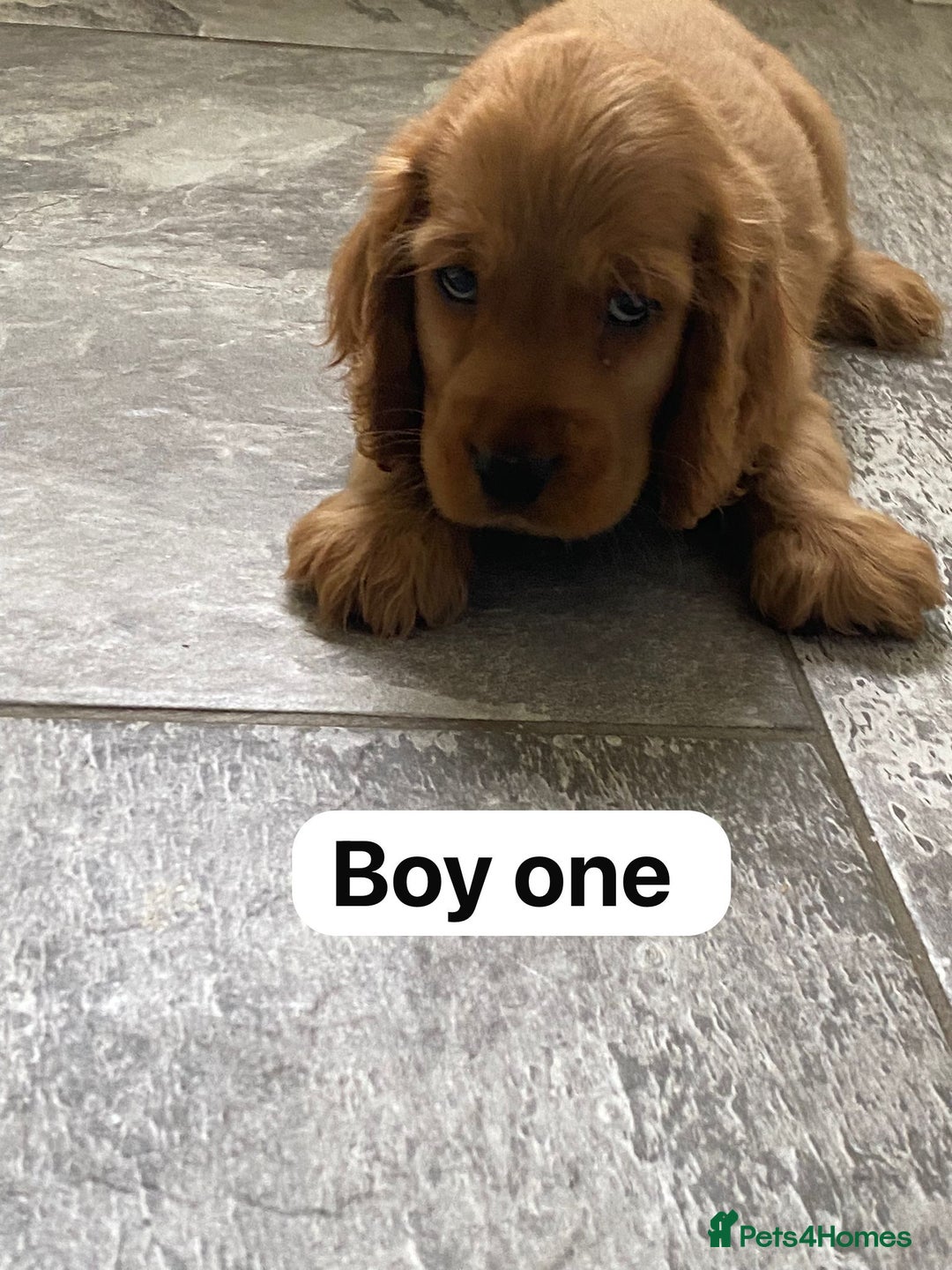 Cocker Spaniel dogs for sale: OUT STANDING GOLDEN SHOW TYPE COCKER SPANIEL  - Image 5