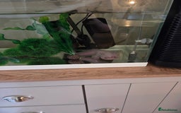 Axolotl reptiles for sale: Adult axolotl a full set up for sale - Image 11