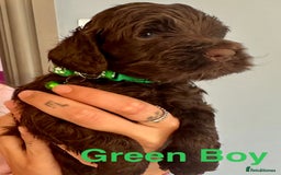 Cockapoo dogs for sale: Beautiful Teddy Bear F1 Cockapoo Merle puppies - Image 5