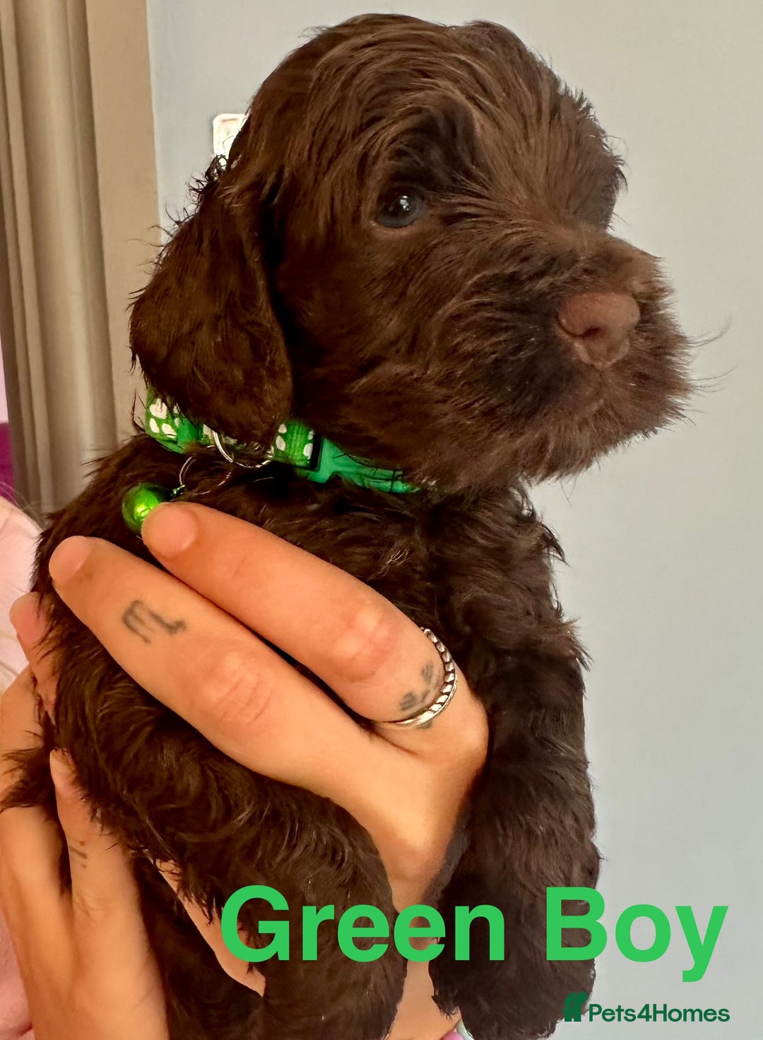Cockapoo dogs for sale: Beautiful Teddy Bear F1 Cockapoo Merle puppies - Image 5