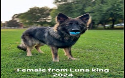 German Shepherd dogs for sale: KC registered 5 generation long coated GSD puppies - Image 15