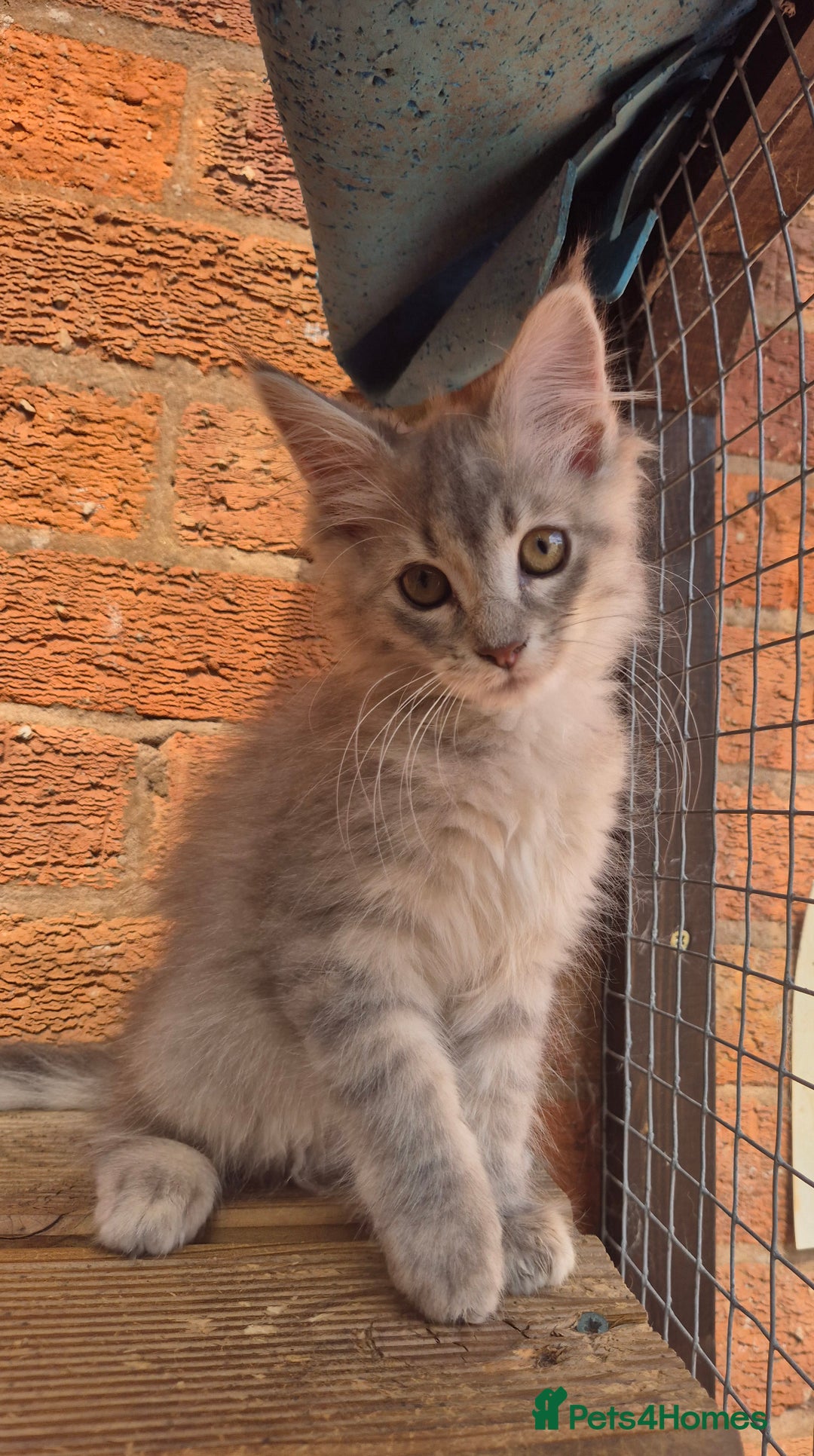 Maine Coon cats for sale: Beautiful Maine Coon kittens - Image 20