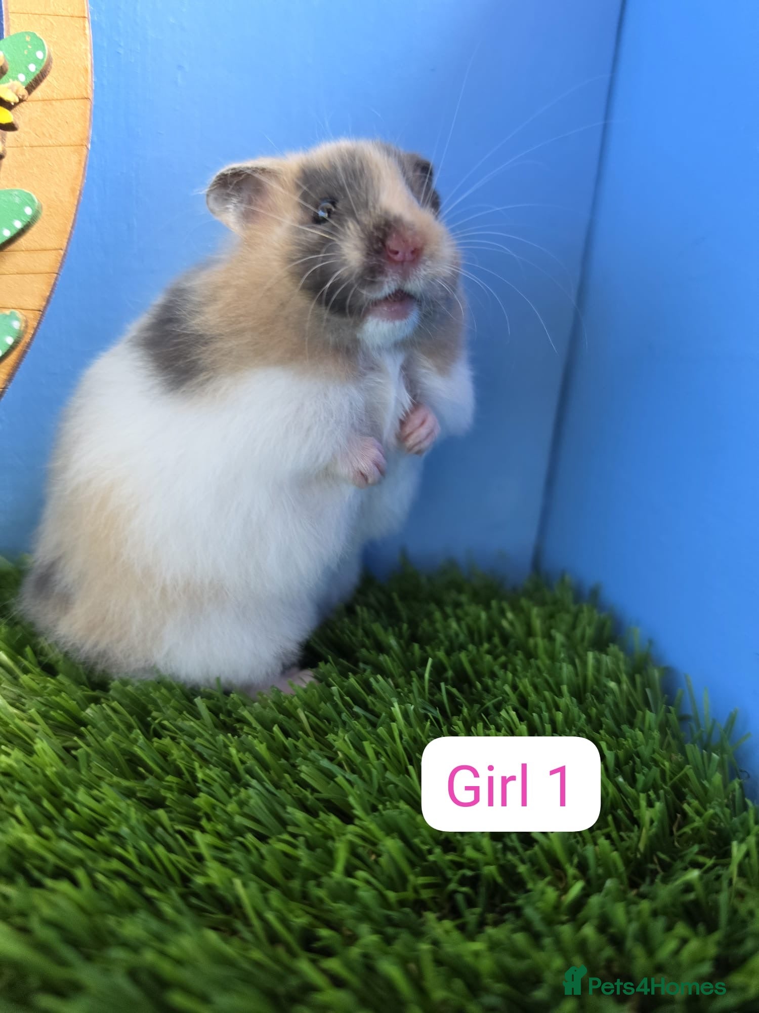 Hamster rodents Syrian Hamster Baby Male Female Pedigree Boy Girl - Advert 1