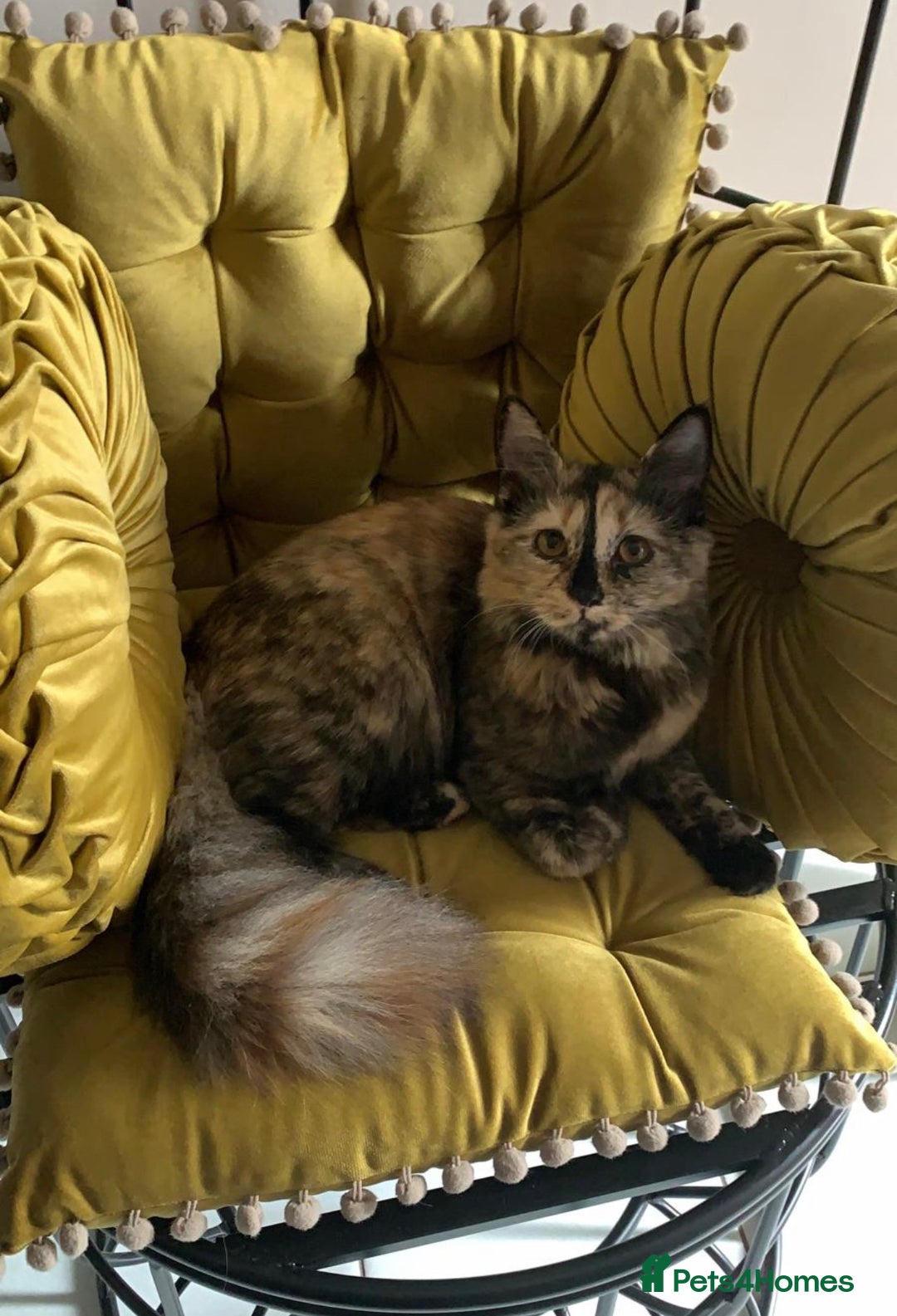 Gallery Image {{count}}