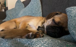 Mixed Breed dogs for sale: Jug for sale - Image 15
