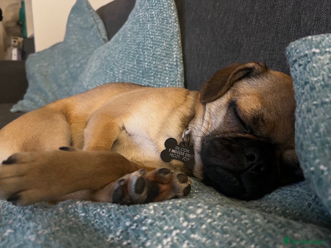 Mixed Breed dogs for sale: Jug for sale - Image 15