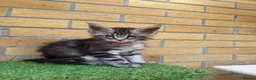 Maine Coon cats for sale: Black smoke Maine coon kittens champion blood line - Advert 21