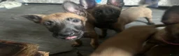 Belgian Shepherd Dog dogs for sale: Puppies for sale - Advert 5