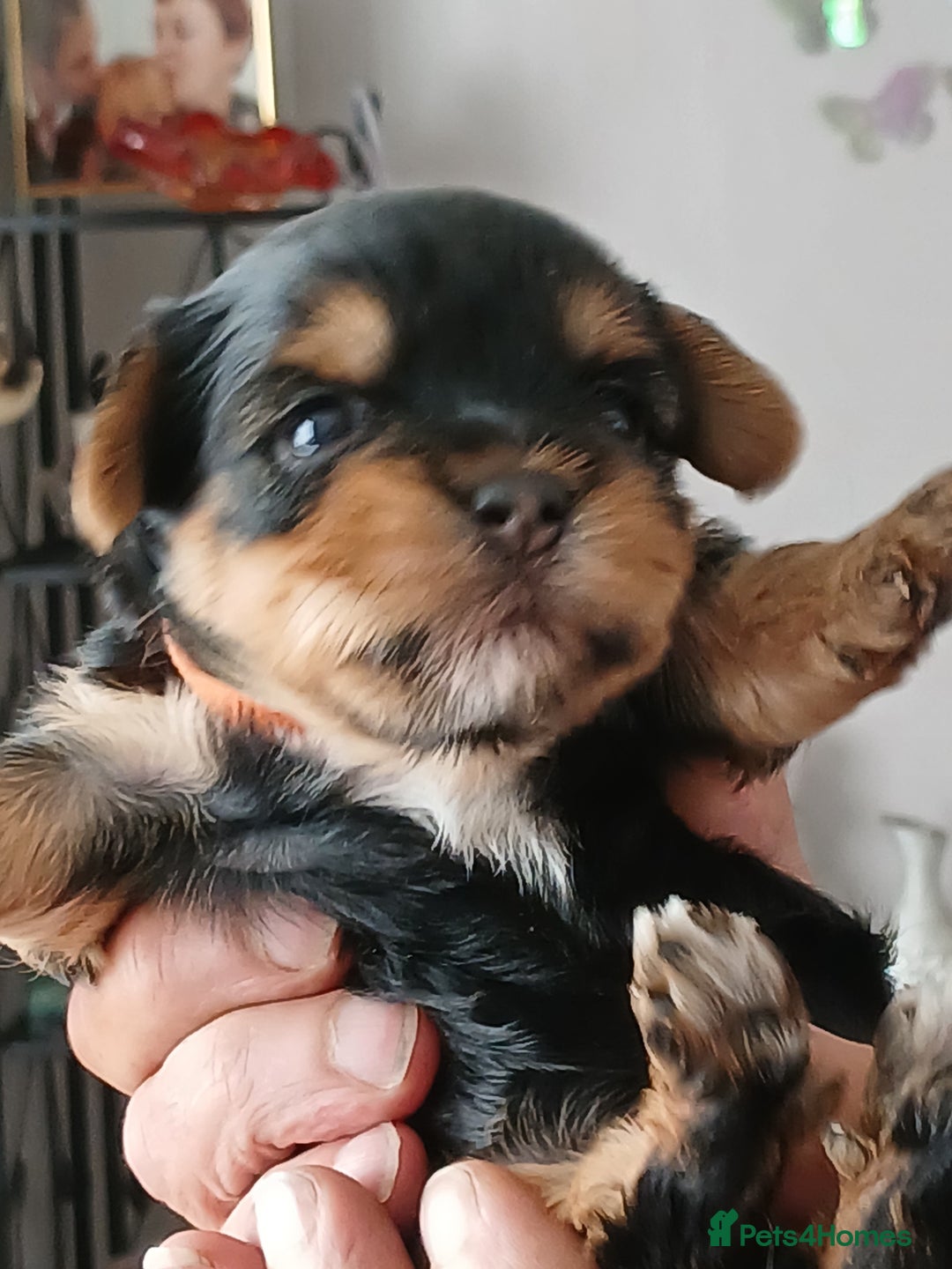 Yorkshire Terrier dogs for sale: Yorkshire Terrier Puppies 3 Boys 1 Girl - Image 12