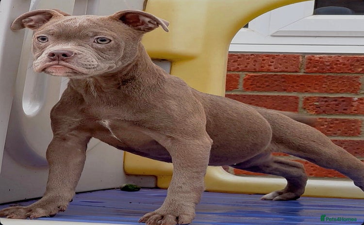 Olde English Bulldogge dogs COUNCIL APPROVED⭐️5 RATED. 23 YEARS EXPERIENCE  - Advert 2