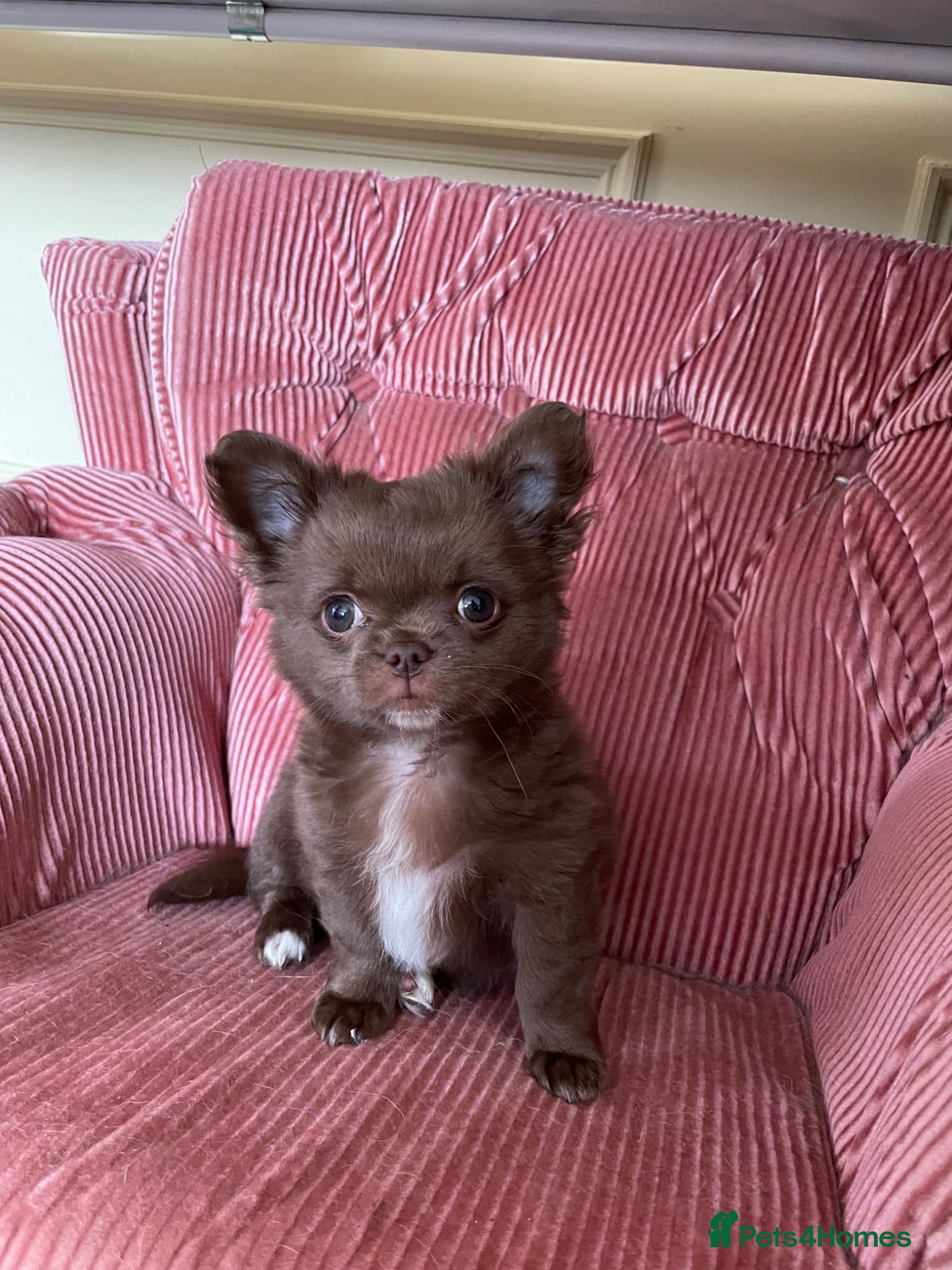 Chihuahua dogs Long-Haired Auburn Apple Head Chihuahua Puppies - Advert 1