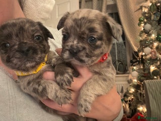 French Bulldog dogs 8 perfect fluffy visual French bulldogs dwkc 🧸🧸 - Advert 5