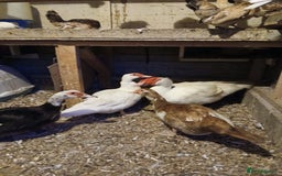 Ducks poultry for sale: Muscovey ducks  - Image 3