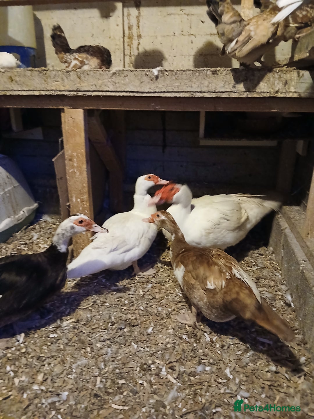Ducks poultry for sale: Muscovey ducks  - Image 3